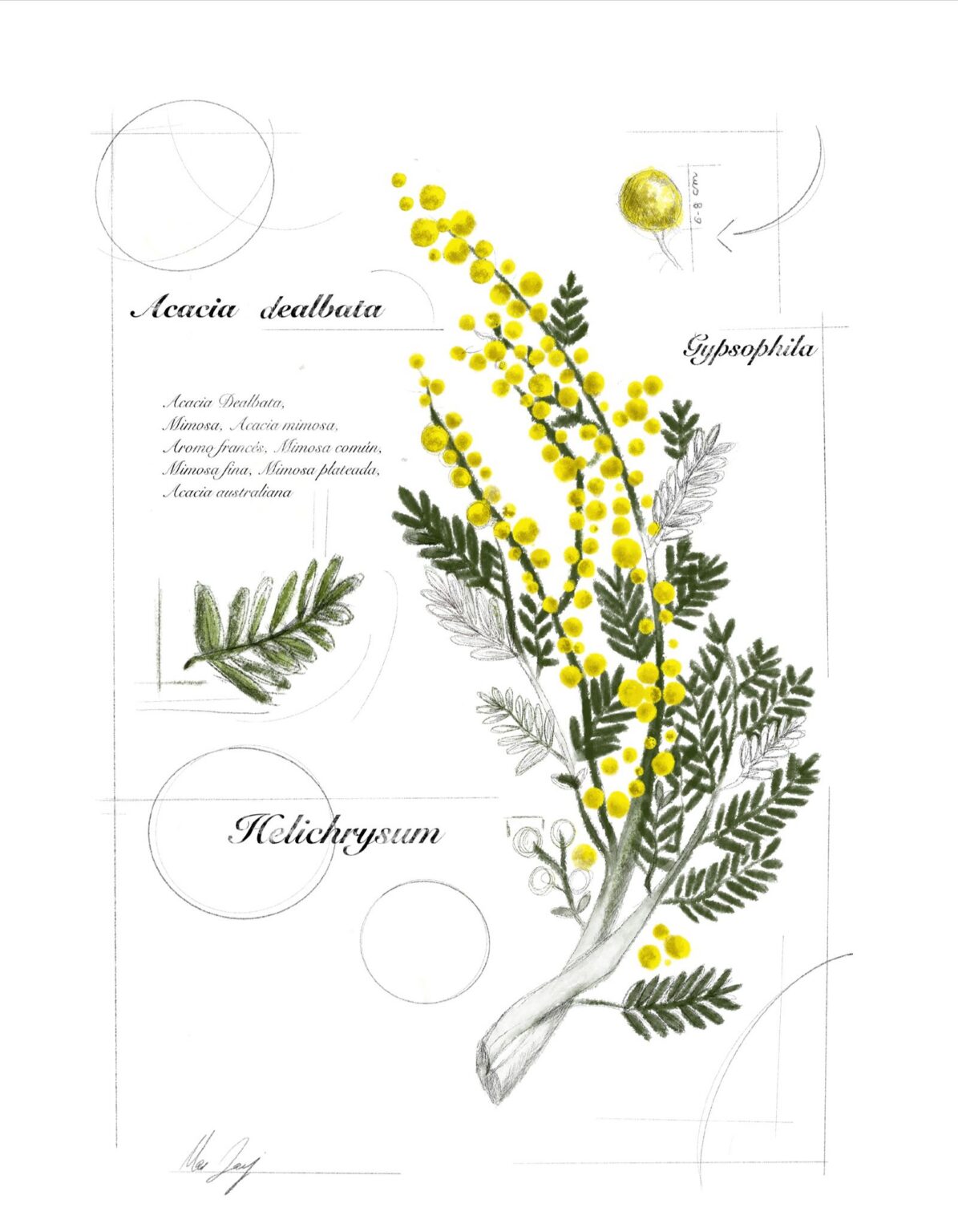 Lámina ilustrada de mimosa en acuarela, Acacia dealbata